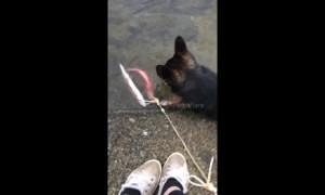 Dog gets fright of his life when fish fights back
