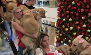 Mall Allows Dogs for a Day - Alternate Angle