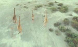 Kenya launches program to protect giraffes from extinction