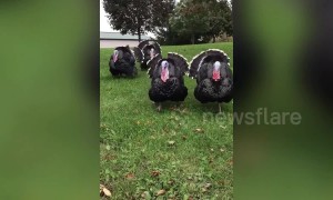 Turkeys destined for the dinner table rescued by vegetarian