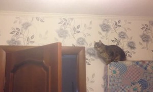 Curious Cat Fall Fail