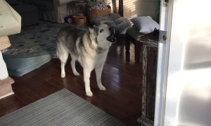 Dramatic husky is extremely vocal about walk