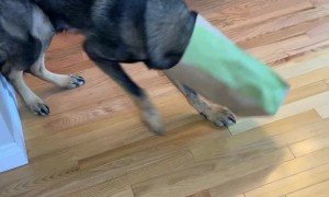 Dog Gets Head Stuck in Takeout Bag