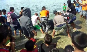 Half-tonne endangered turtle is helped back into the sea after being freed from fishing net
