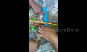 Painstaking rescue of cobra trapped in iron pipe