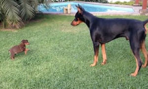 Tiny puppy adorably challenges much larger doberman dog