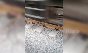 Street dog cheats death crawling under the wheels of a speeding train