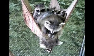 Raccoons take group nap on a hammock
