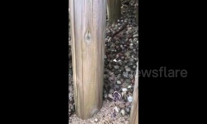 Crustacean Nation! A horde of hermit crabs invade Japanese beach