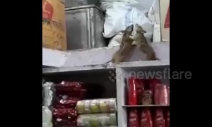 Boxing rats duke it out in Indian kitchen