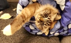 Who Wants a Purrito?