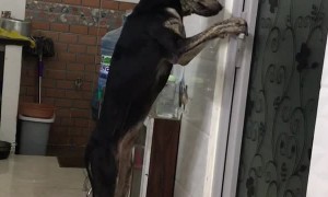Dog Opens the Door