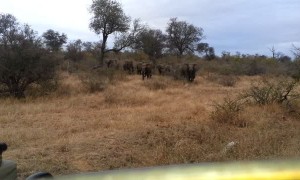 Scary moment when elephants decide to attack safari jeep