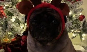 Impatient Pup Pleads for Holiday Presents