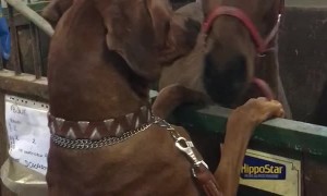 Big Dog, Small Horse, Best Friends