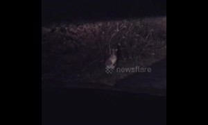 Strewth mate! Driver films wild wallaby on road in Kent, UK