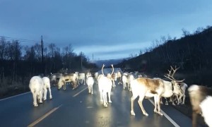 Santa's Reindeer on the Loose