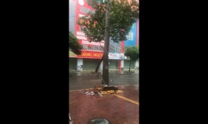 Tree crashes into street as Typhoon Usagi batters southern Vietnam