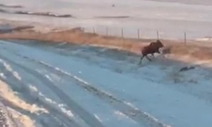 Moose Flips over Fence