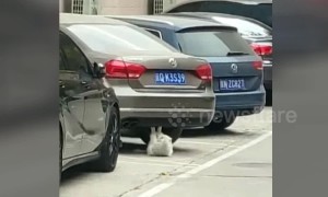 Cat performs sit-ups underneath car