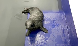 Seal pup, named Brian May, recovering after ingesting a plastic bag