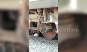 Bull escapes unharmed after being run over by train in India