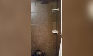 Dog Mystified by Magical Shower