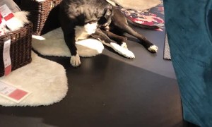 Furniture Store Sets Up Living Area for Stray Dogs