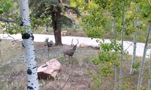 Deer Curiously Watches Dog Retrieve Paper