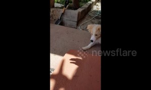 Dog is endlessly amused by owner's shadow hand puppets