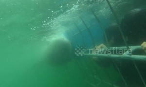 Moment out of 'Jaws' as Great White Shark tries to bite through underwater cage