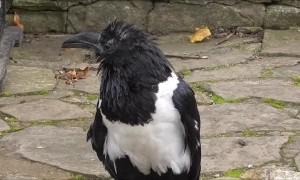 Speaking With a Raven