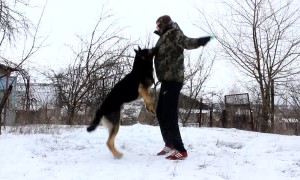 Man and Dog Workout Together
