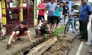 Touching moment terrified puppies are reunited with mother after getting stuck in drain