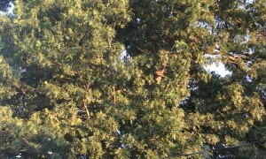 Large Flock of Birds Take Off Together