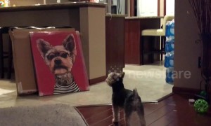 Dog barks and growls at canvas photo of himself