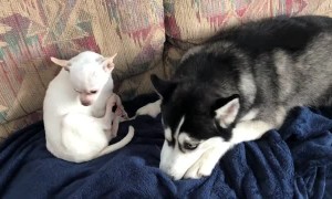 Does anyone else have a mix of little dogs with their huskies?