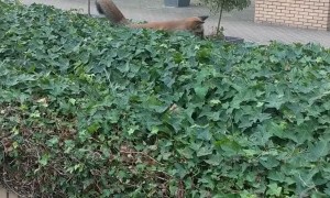 Fox Cub Wants to Play