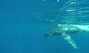 Swimmer captures up-close footage of Humpback whale and calf