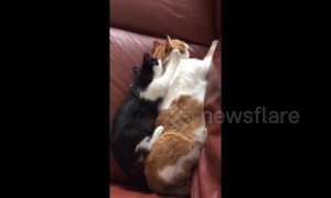 Kitty gives daddy cat a gentle back massage