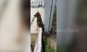 Puppy crying for help gets rescued from gap in newly built structure