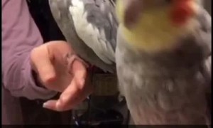Cockatiel Dances Only If Owner Makes the Beat
