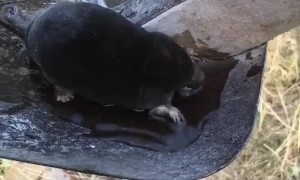Thirsty Mole Finds a Watering Hole