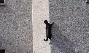 Kitty Climber Goes for a Better View