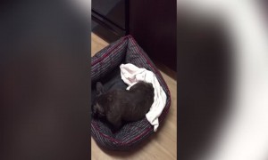 This Dog Just Can't Get Comfortable!