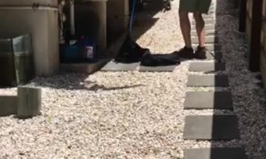 Eastern Brown Snake Chase