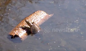 Keep rollin' rollin' rollin': turtle can't get out of water