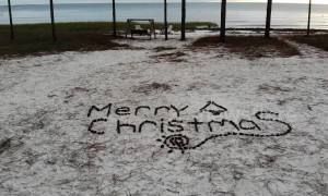 Drone gets tangled in pine tree during Christmas greeting