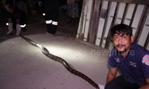 Rescuers' epic tug-of-war with python that lived under house eating family's pet cats