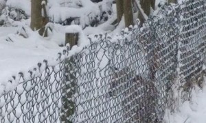 Foxes Having Fun in the Snow